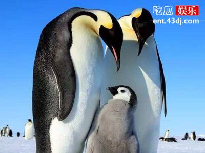 最会疼老婆的竟然不是人 帝企鹅、秃鹫铁汉柔情惹人羡慕