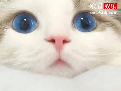 猫奴可以做到什么地步，买房当猫的住宅简直豪的无人性！