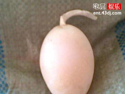 震惊！一母鸡下蛋，鸡蛋居然长有尾巴