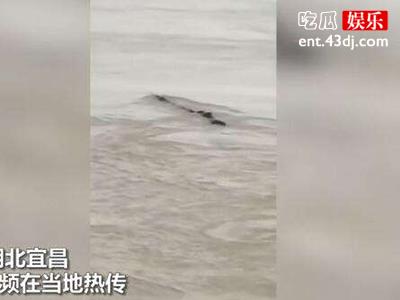 长江三峡极限神秘生物，被传水怪真面目揭秘