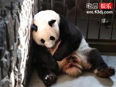 还记得可爱的大熊猫吗 幼仔肉嘟嘟