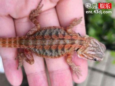 “杨大胆”再现江湖，徒手抓蜥蜴面带笑容！