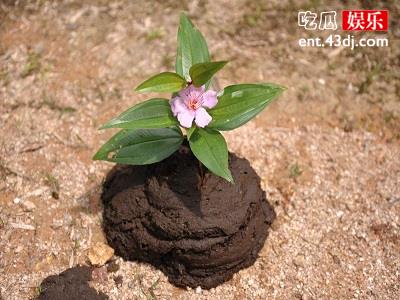 印度上演牛粪大战 远销海外的牛粪饼
