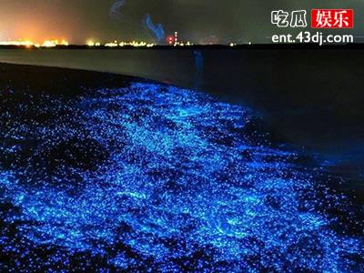福建惊现蓝眼泪海滩，就连明星姚晨都来凑热闹！