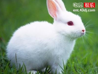 兔子拜月之后一定要把兔子杀了，难道真的只是封建迷信吗？