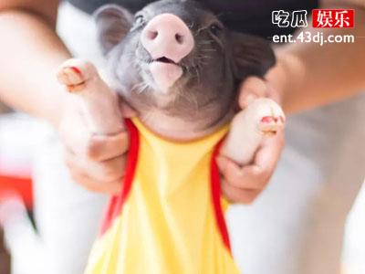 撸猫撸狗不稀奇，杭州撸猪咖啡店引围观！