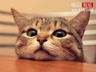 关于养猫你知道多少？养一只猫要花多少钱呢？
