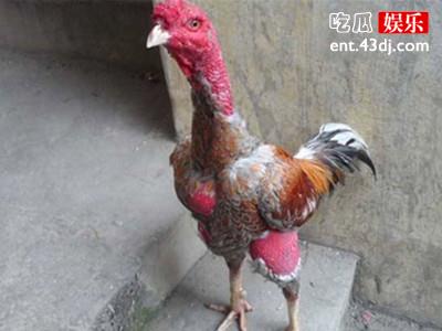 鸡不能乱吃，说不定会倾家荡产
