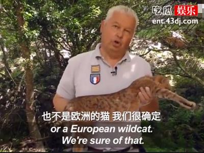 猫科界再出新品种，酷似狐狸却又和非洲森林猫相似