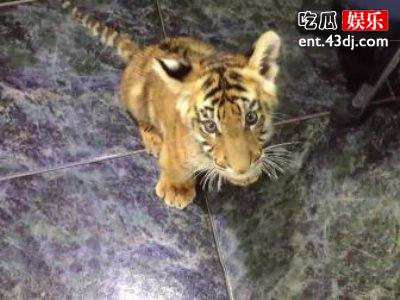 《两只老虎》葛优无法自拔，仅仅是预告片就看的流泪