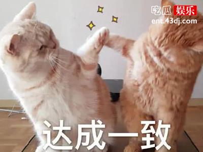 拿来吧你新梗惹人笑颜，背后有着什么样的意思？