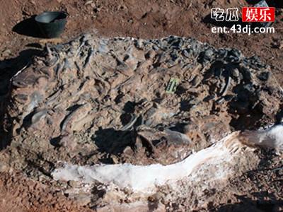 震惊！据研究发现恐龙智慧不亚于人类