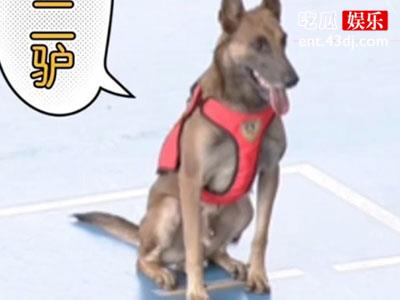 二驴是谁，为什么最近网上都是他的名字？