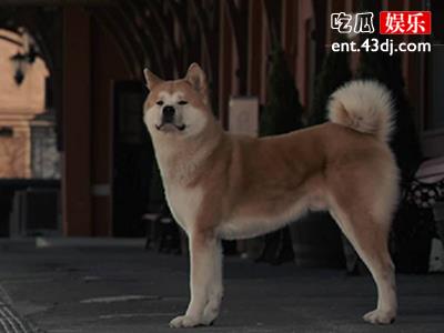 现实版忠犬故事，女子出嫁爱犬追婚车6里地！