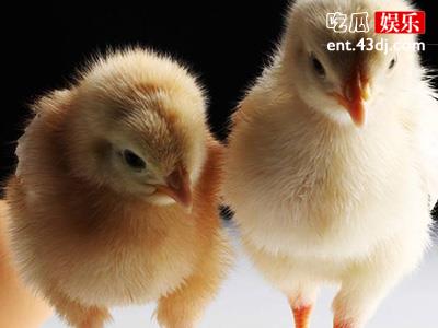 鸡和蛋谁先有定理破解，答案揭晓是否和你想的一样？