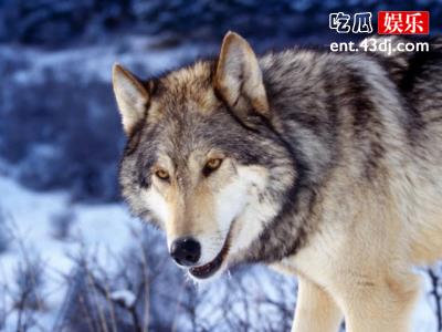 九峰山森林动物园狼窝变狗窝？这也太让人欣慰了！