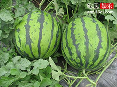 瓜农惨遭偷瓜贼却还要赔偿，这到底是怎么一回事呢？