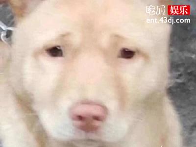 盘点明星和粉丝互损瞬间，简直不要太搞笑
