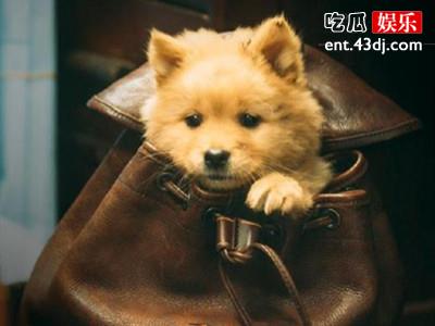 冯小刚陈冲新片《忠犬八公》定档 原定去年上映但撤档了
