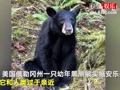 黑熊只因喜欢与人亲近被安乐死 居民反对动物专家建议