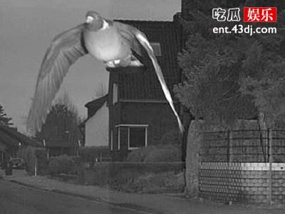 交警给鸽子开25欧元罚单，这是怎么一回事呢？