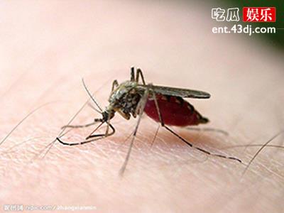 法国动保人士大开脑洞 提议人类为蚊子献血