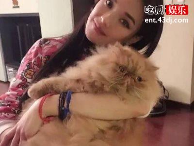 杨颖被骂上热搜，原因居然是因为养猫！