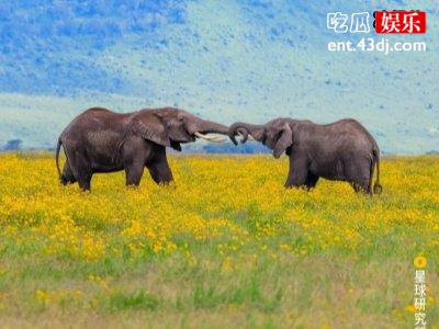 遍布非洲大陆的生物，让吃货也难以下咽
