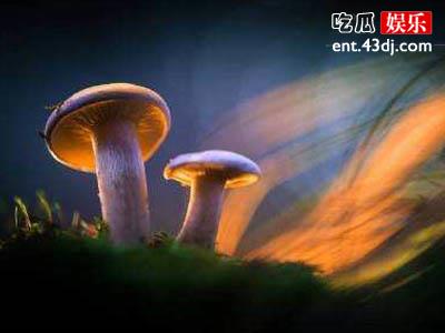 蘑菇可以缓解抑郁？网友透露真相居然是在吸毒！