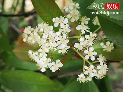 石楠花为什么叫最污花？ 摒弃气味它的用途广泛