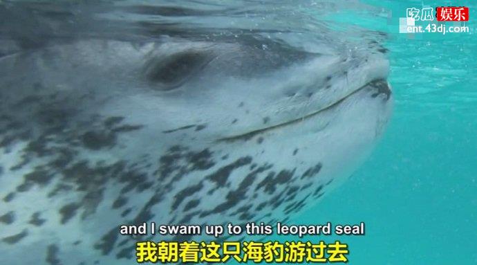 海豹