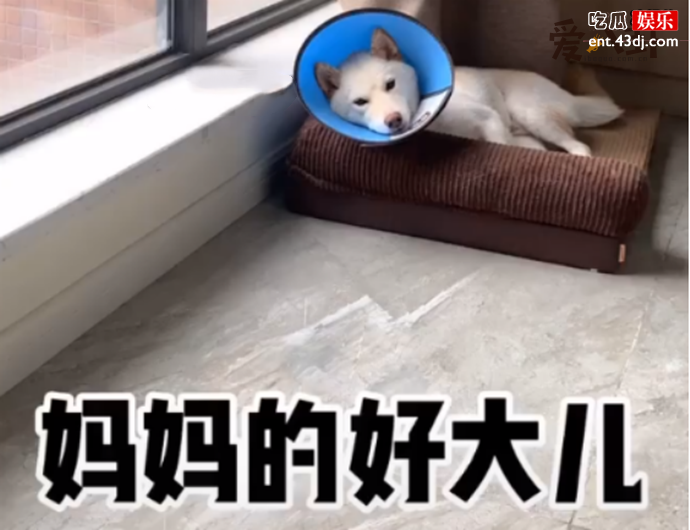 妈妈的好大儿怎么流行起来的