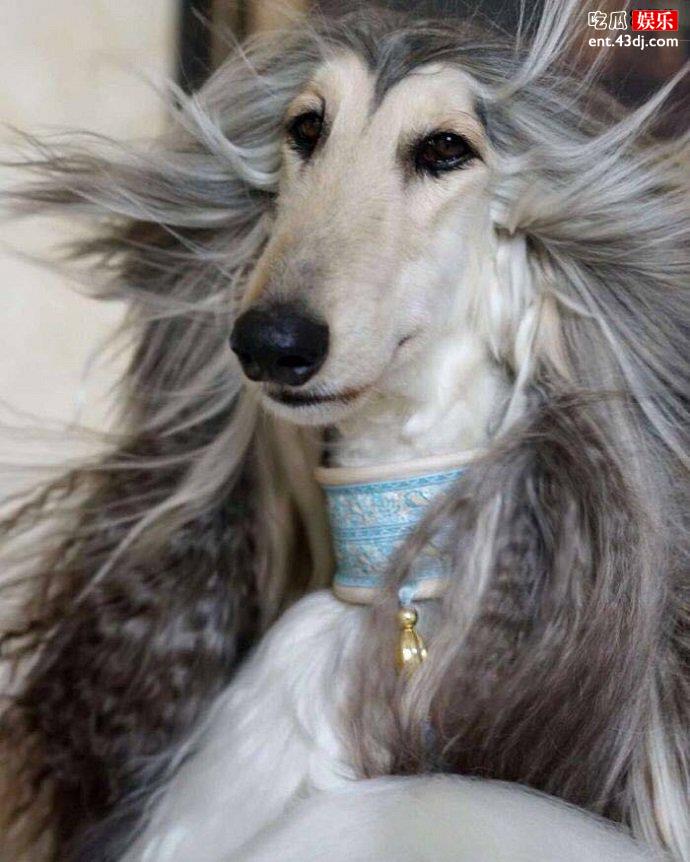 阿富汗猎犬