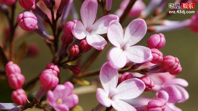 《丁香花》背后的感人故事