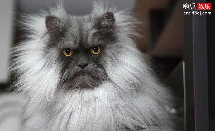 猫咪因天生生气脸走红
