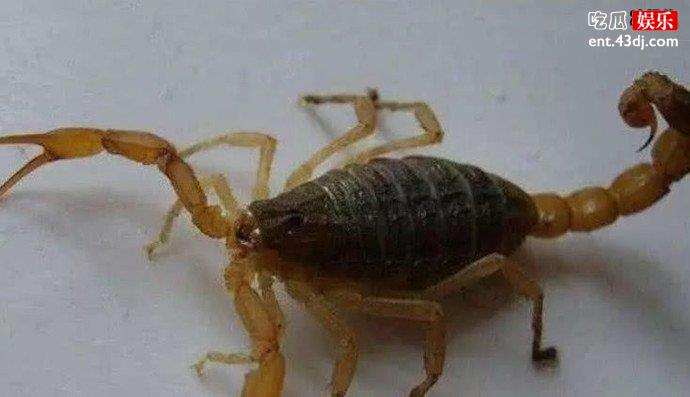 蝎子