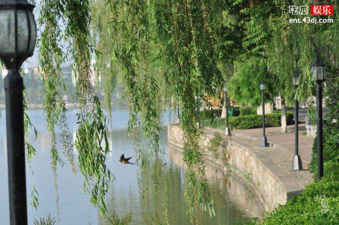 种植杨树柳树治理沙尘暴