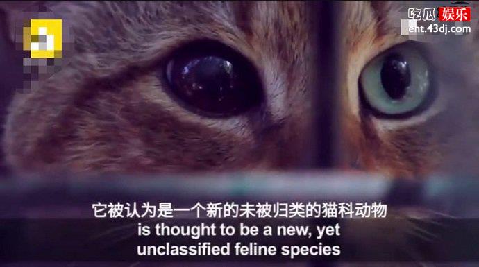 法国发现猫科新物种