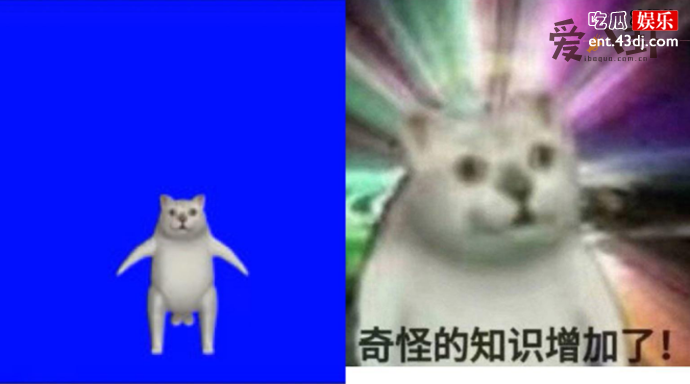 mur猫奇怪的知识增加了