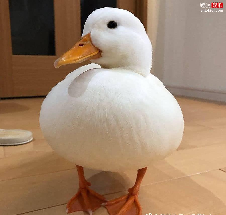王思聪的鸭子