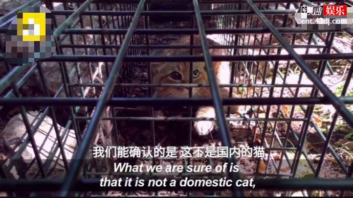 狐狸猫图片