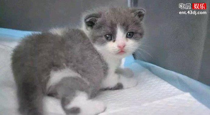 花费25万克隆出来的猫
