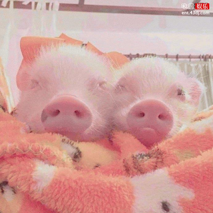 王思聪买鸭子