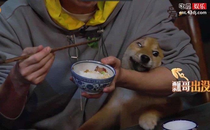 王珞丹的狗狗瓢哥