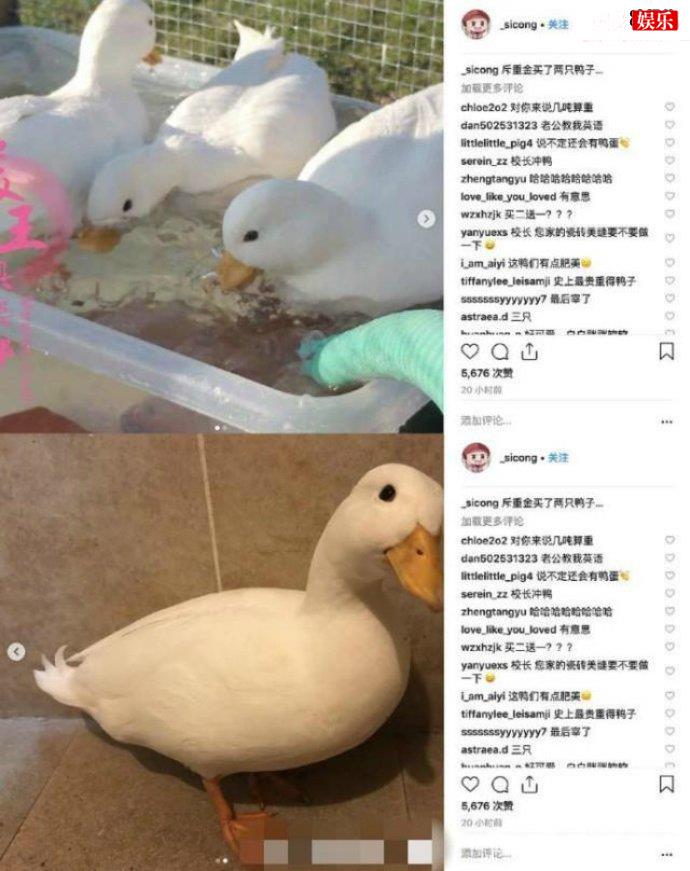 王思聪的鸭子