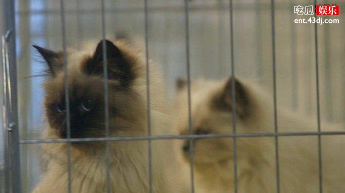 猫奴买房当猫宅被投诉