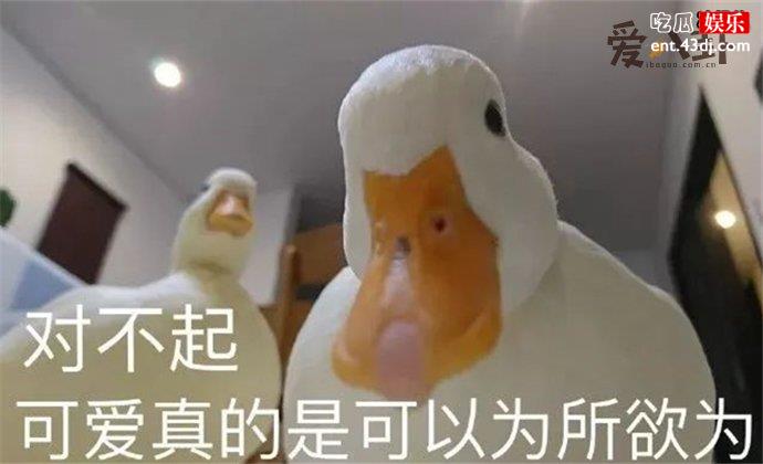 柯尔鸭为什么那么贵