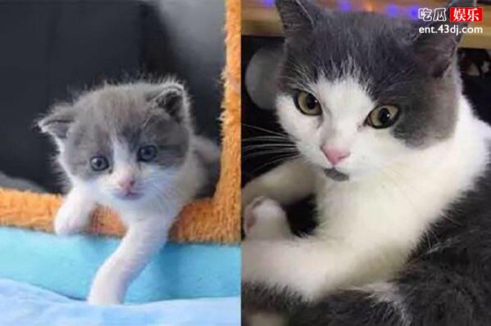 我国首只克隆猫诞生
