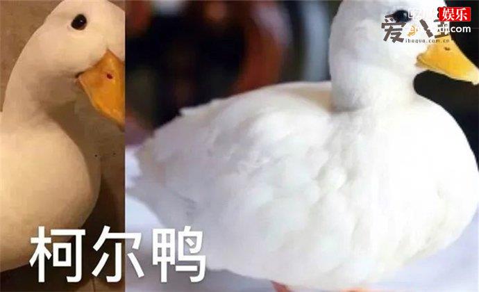 柯尔鸭图片