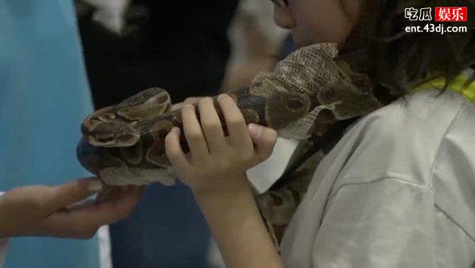 宠物蛇